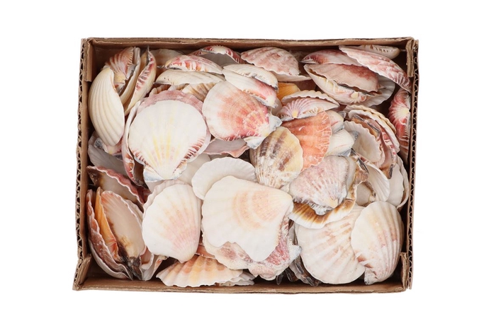 <h4>Shells Nature 0,875gr</h4>