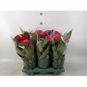 Anthurium andr. 'Picanta Red'