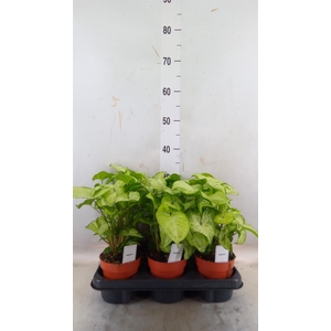 Syngonium  'White Butterfly'