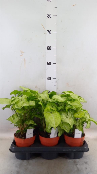 <h4>Syngonium  'White Butterfly'</h4>