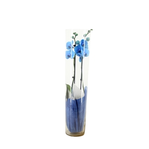 Konisch Glas 70cm Phal I Am Blue 2T14+ met Vliesdoek Blauw/Wit