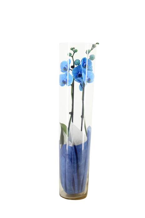 <h4>Konisch Glas 70cm Phal I Am Blue 2T14+ met Vliesdoek Blauw/Wit</h4>