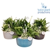 NV009 Izabella Navy Chamaedorea Spathyphillum 5PP