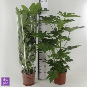 FATSIA OV