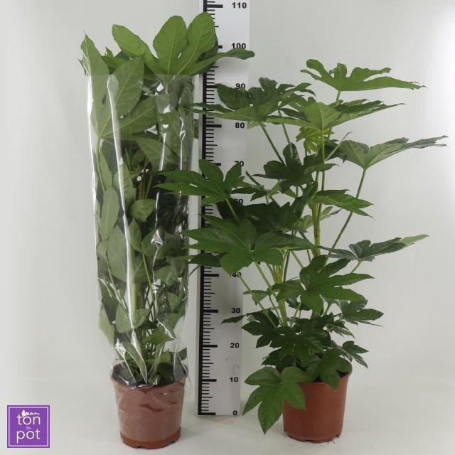 <h4>FATSIA OV</h4>