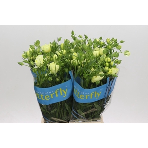 Ranunculus Butterfly Litai