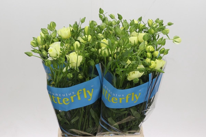 <h4>Ranunculus Butterfly Litai</h4>