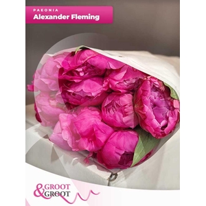 Paeonia Dr. Alexander Fleming | Heavy Quality