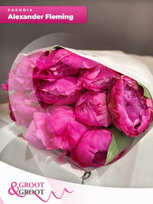 <h4>Paeonia Dr. Alexander Fleming | Heavy Quality</h4>