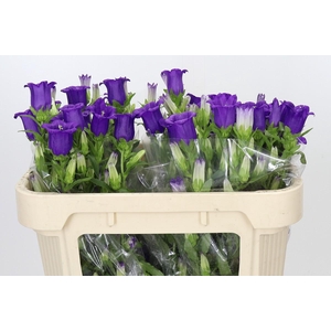 Campanula Medium Champion Blue