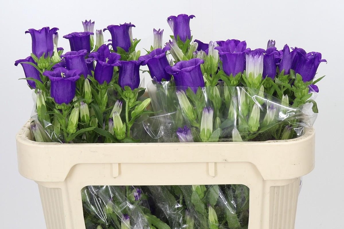 <h4>Campanula Medium Champion Blue</h4>