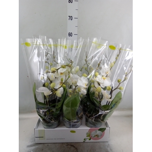Phalaenopsis   ...white