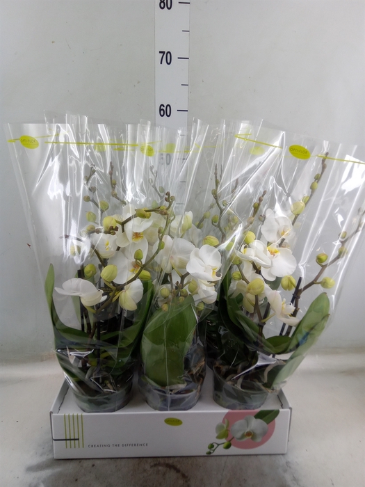 <h4>Phalaenopsis   ...white</h4>