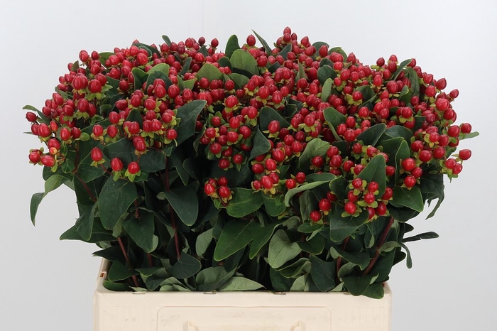 <h4>Hyp Ruby Excess</h4>