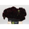 Dahlia Black Destiny