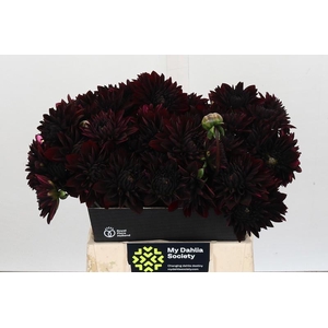 Dahlia Black Destiny