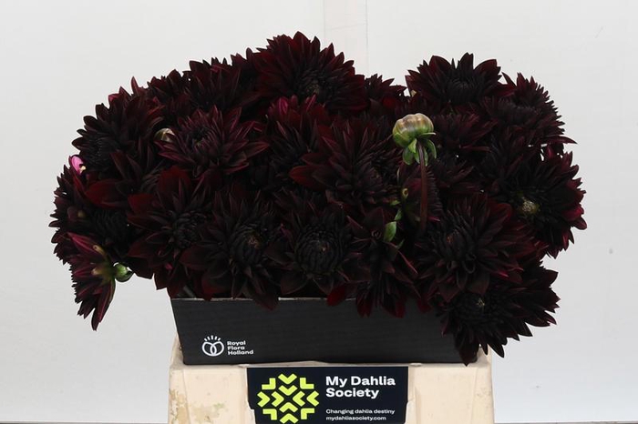 Dahlia Black Destiny