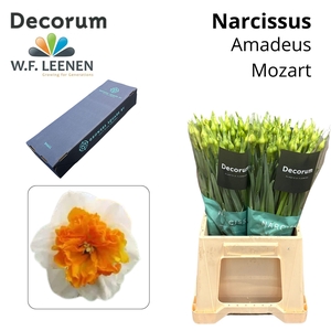 Narcissus Amadeus Mozart Small Box 100