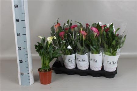 <h4>Zant Gem 4 Kl 2+</h4>