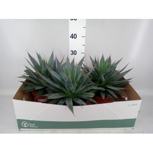 Agave 'Shaka Zulu'