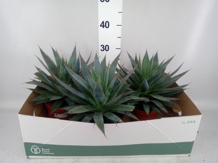 <h4>Agave  'Shaka Zulu'</h4>