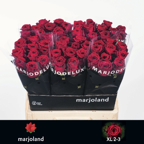 <h4>R Gr Red Naomi Marjoland XL 23</h4>