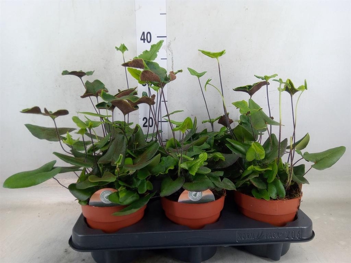 <h4>Hemionitis arifolia</h4>