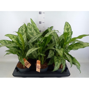 Aglaonema   ...