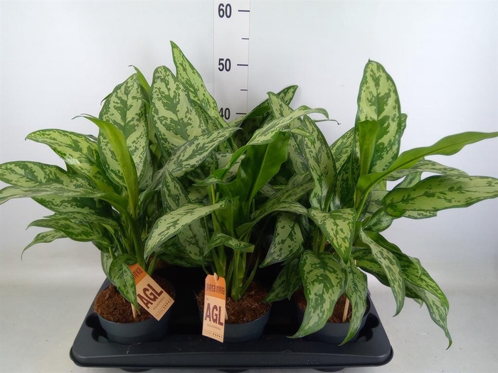 <h4>Aglaonema   ...</h4>
