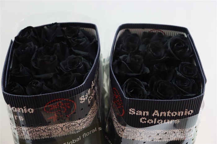 <h4>R Gr Tinted Black</h4>