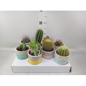 Cactus   ...