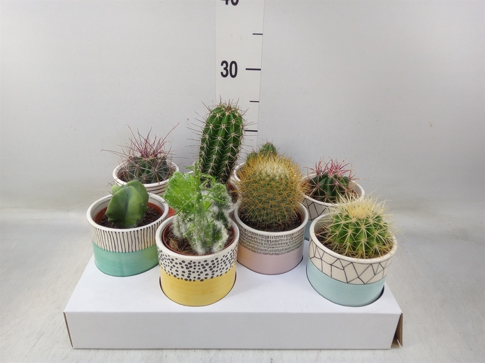 <h4>Cactus   ...</h4>