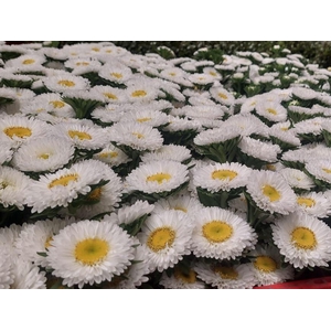 A.Aster seed white