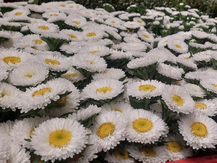 <h4>A.Aster seed white</h4>