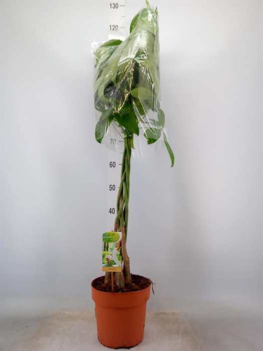 <h4>Pachira aquatica</h4>