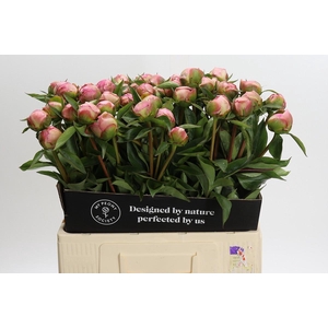 Paeonia Catharina Fontijn