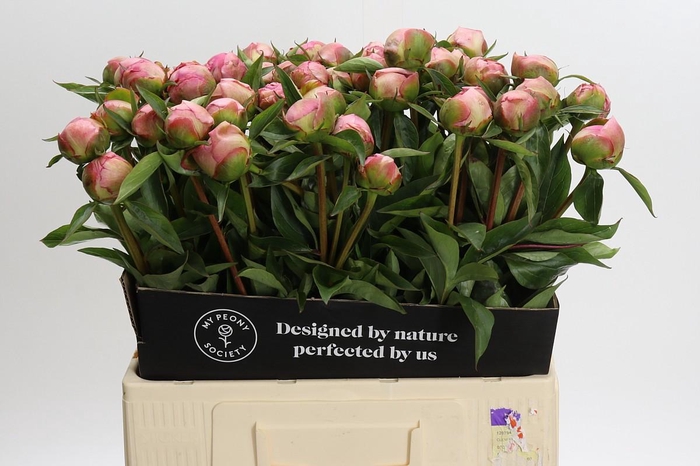 Paeonia Catharina Fontijn