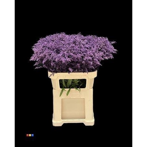 Solidago Purple 80cm