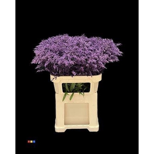Solidago Purple 80cm