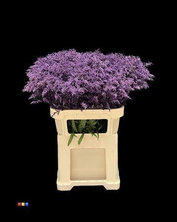 <h4>Solidago Purple 80cm</h4>