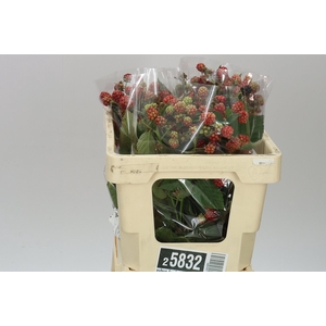 Rubus Fr Chester