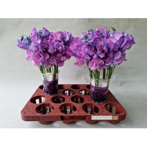 Lathyrus paint purple magic