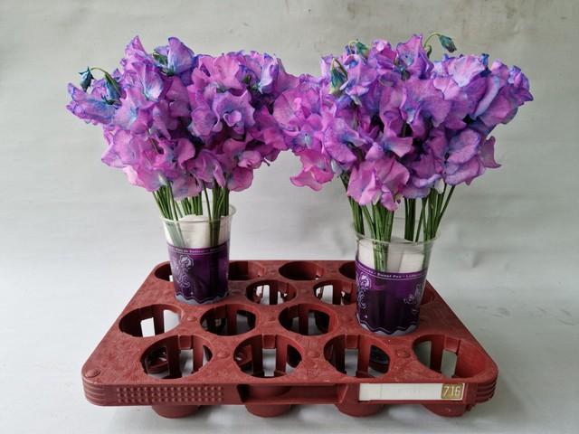 <h4>Lathyrus paint purple magic</h4>