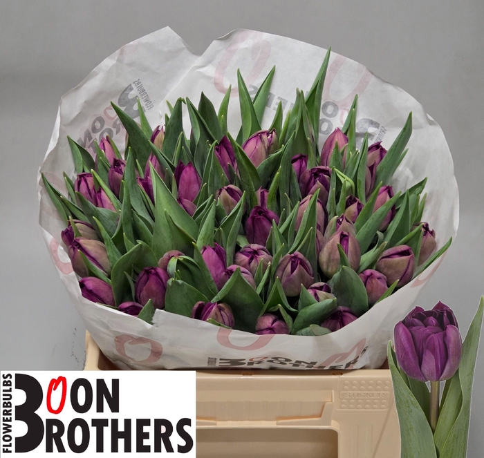 <h4>TU DU CASSANDRA</h4>