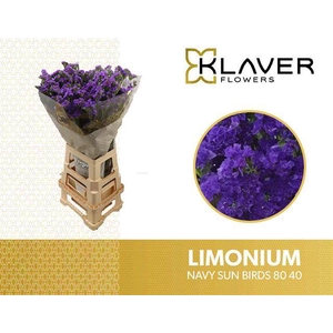 Limonium Navy Sun Birds Klaver