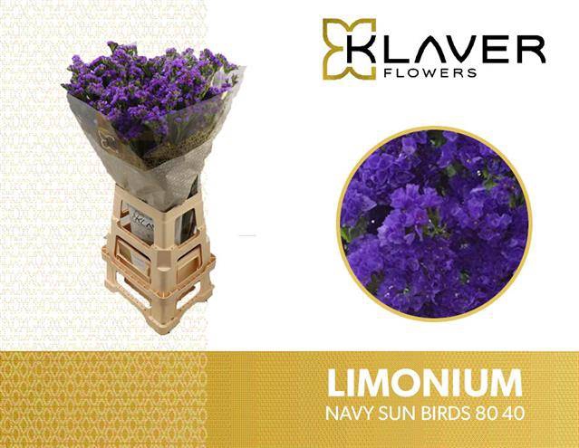 <h4>Limonium Navy Sun Birds Klaver</h4>
