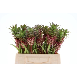 Ananas Anaue