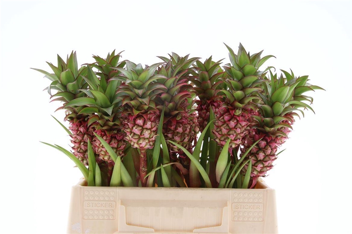 <h4>Ananas Anaue</h4>