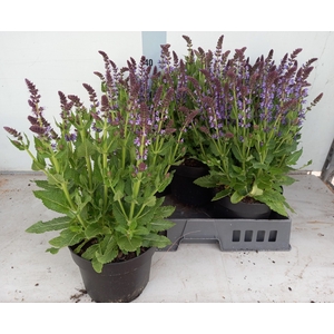 SALVIA S APRIL NIGHT