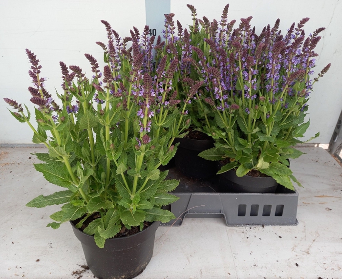 <h4>SALVIA S APRIL NIGHT</h4>